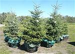 Picture: 20 White Spruce Trees 