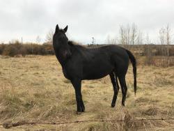 Picture: 11 Year Old Gelding